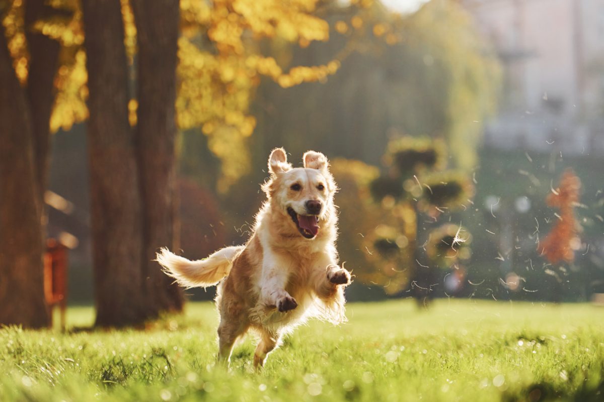 Photo in motion, running. Beautiful Golden Retriever dog have a walk outdoors in the park.