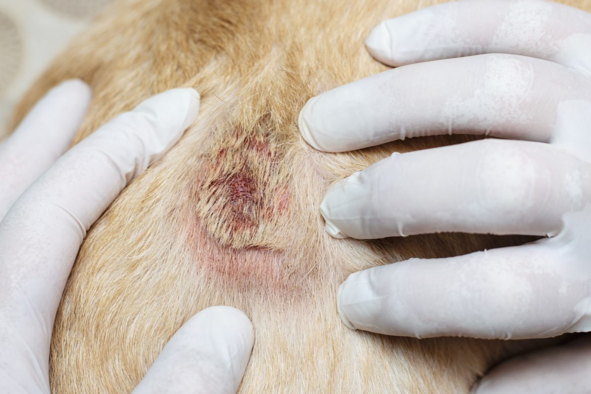 Dermatological problems of the skin in soyak. Open wound in the animal.